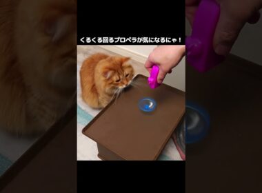 くるくる回るプロペラが気になるにゃ！【サイベリアンの風（ふう）】#shorts #猫のいる暮らし  #茶トラ #サイベリアン #おもちゃ