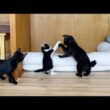 本物の姉妹のように仲が良くなった子猫たち
