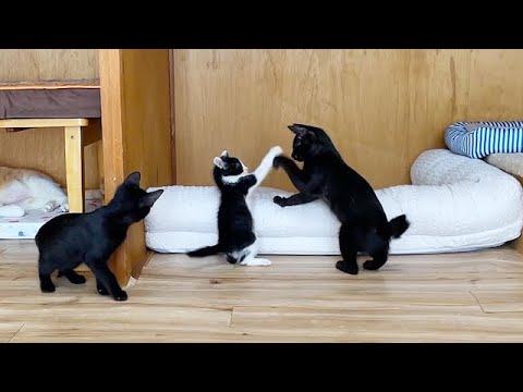本物の姉妹のように仲が良くなった子猫たち
