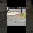 突然シャムちゃんが三匹いた😸😸😸癒しにゃんこシリーズ猫🐈