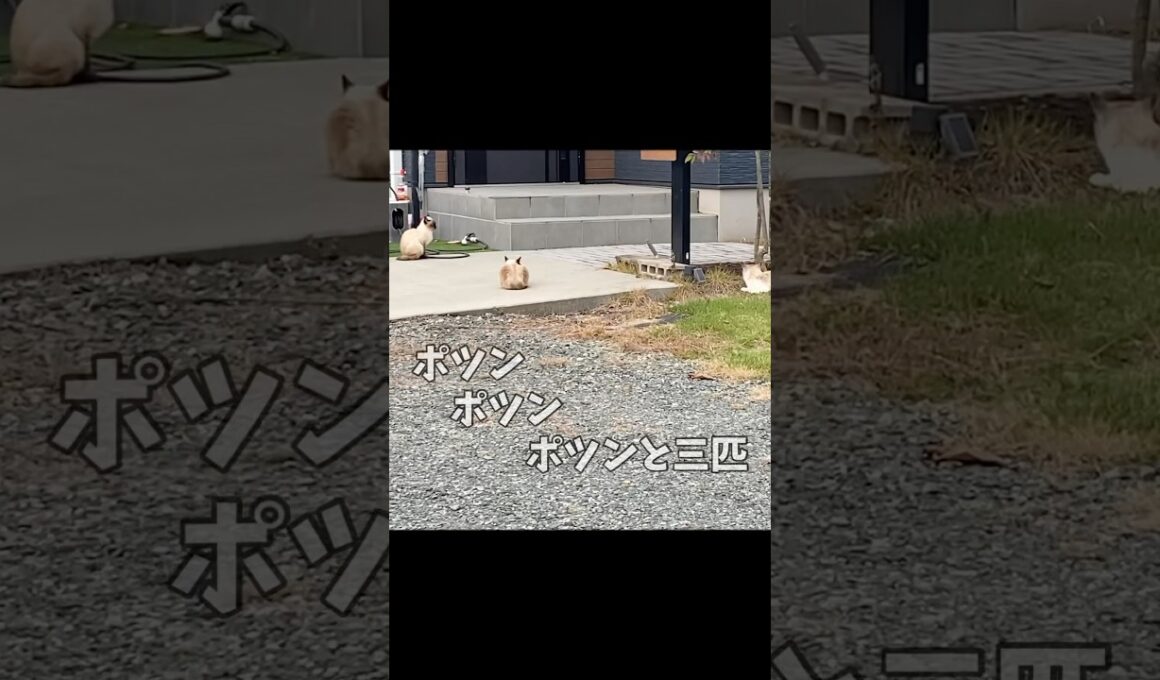 突然シャムちゃんが三匹いた😸😸😸癒しにゃんこシリーズ猫🐈