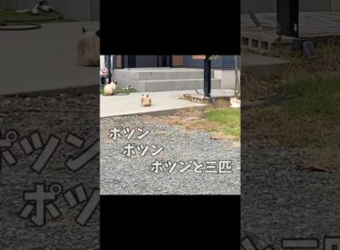 突然シャムちゃんが三匹いた😸😸😸癒しにゃんこシリーズ猫🐈