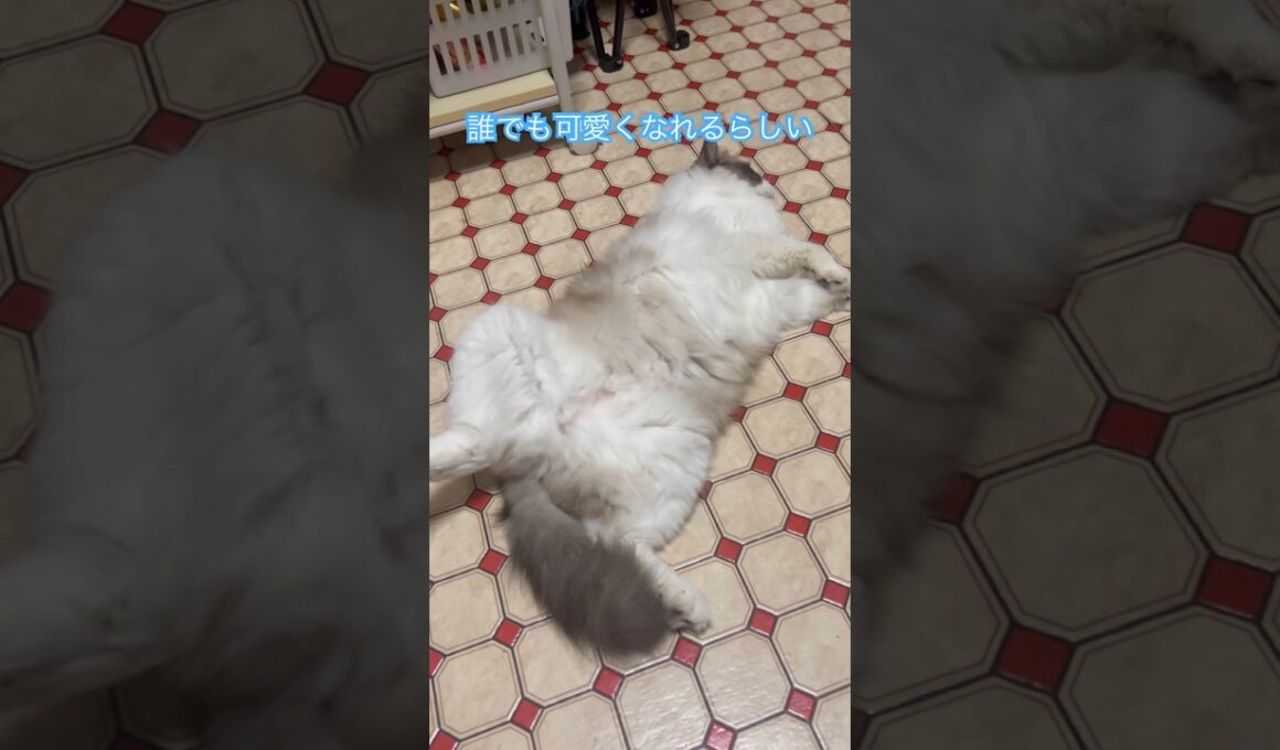 わがままボデーでも。#ラグドールもどき #保護猫と暮らす #猫のいる暮らし #cute #ねこ