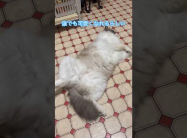 わがままボデーでも。#ラグドールもどき #保護猫と暮らす #猫のいる暮らし #cute #ねこ