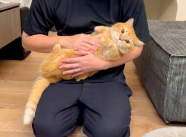 今日もお出迎えに大忙しの甘えん坊猫