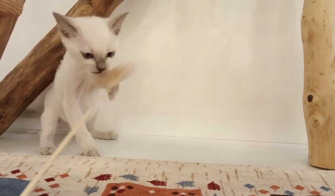 トンキニーズ　男の子　2025/8/1生まれ