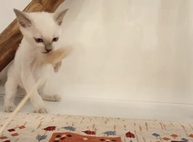 トンキニーズ　男の子　2025/8/1生まれ