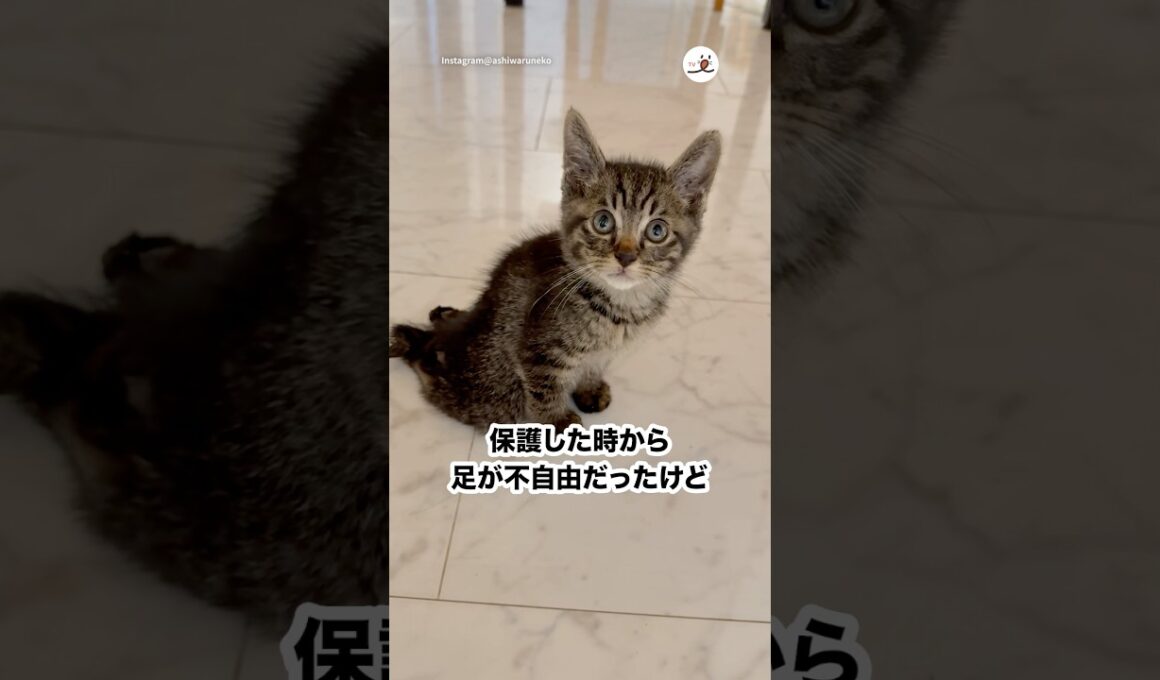 街中で足が不自由な子猫と出会って…｜PECO