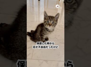 街中で足が不自由な子猫と出会って…｜PECO