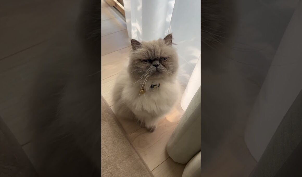 かわいいかわいいヒマラヤンのマーベル🐈🐾 #shorts #猫のいる暮らし #cat #disney