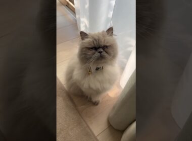 かわいいかわいいヒマラヤンのマーベル🐈🐾 #shorts #猫のいる暮らし #cat #disney