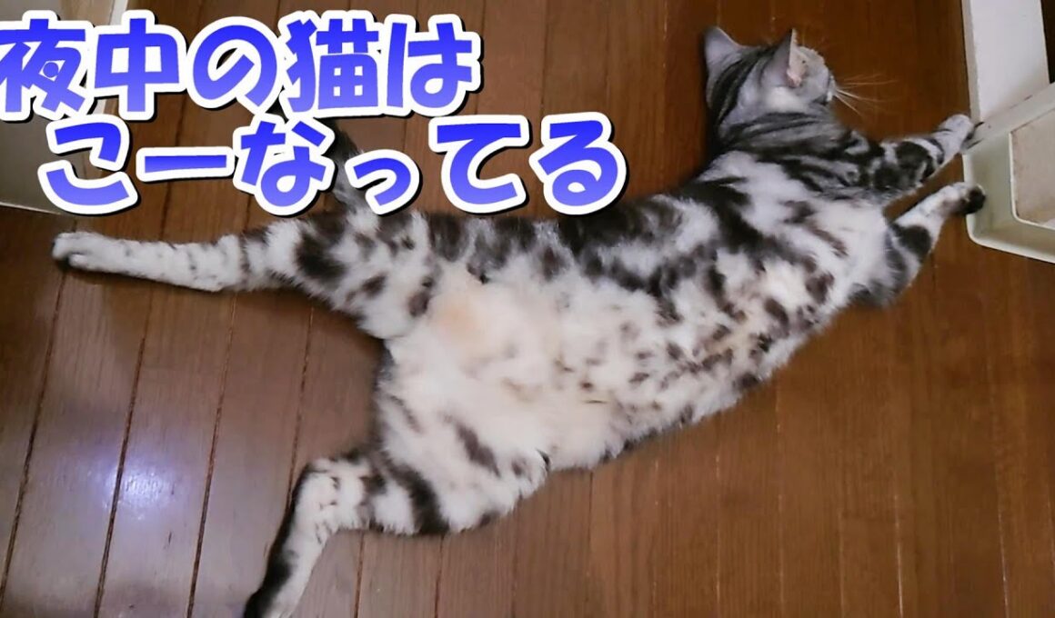 夜中のソラさんどーなってる？こーなってる（アメリカンショートヘア）