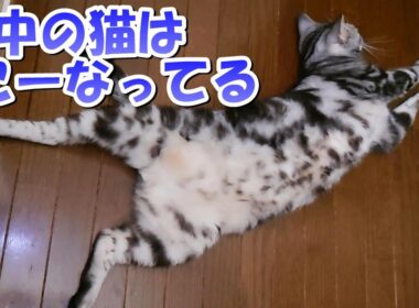 夜中のソラさんどーなってる？こーなってる（アメリカンショートヘア）