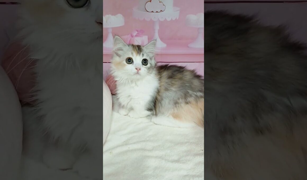 【ご家族様募集中】短足マンチカン女の子♡ #cat  #かわいい子猫 #kitten #子猫 #cute #子猫ブリーダー #長足マンチカン #短足ミヌエット #子ネコ