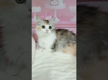 【ご家族様募集中】短足マンチカン女の子♡ #cat  #かわいい子猫 #kitten #子猫 #cute #子猫ブリーダー #長足マンチカン #短足ミヌエット #子ネコ