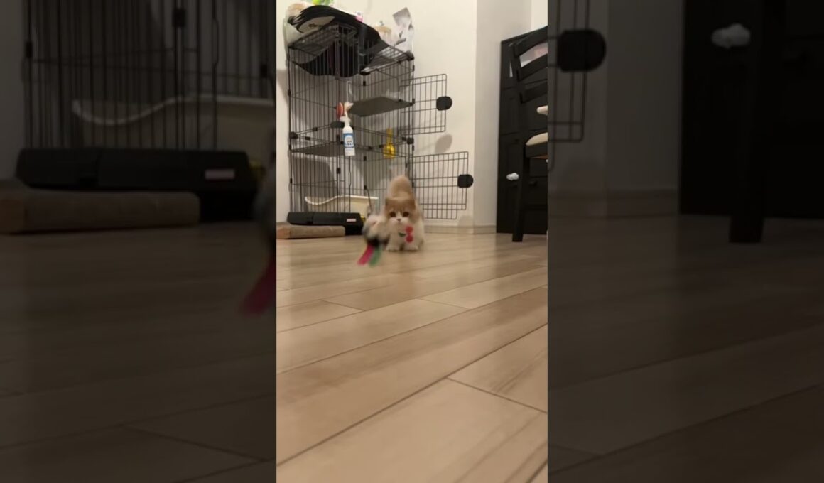 もふもふ猫の大ジャンプ🐱 #マンチカン #多頭飼い #猫 #かわいい #cat #munchkins #短足猫 #芒奇金 #曼基康猫