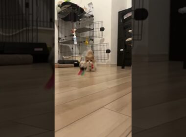 もふもふ猫の大ジャンプ🐱 #マンチカン #多頭飼い #猫 #かわいい #cat #munchkins #短足猫 #芒奇金 #曼基康猫