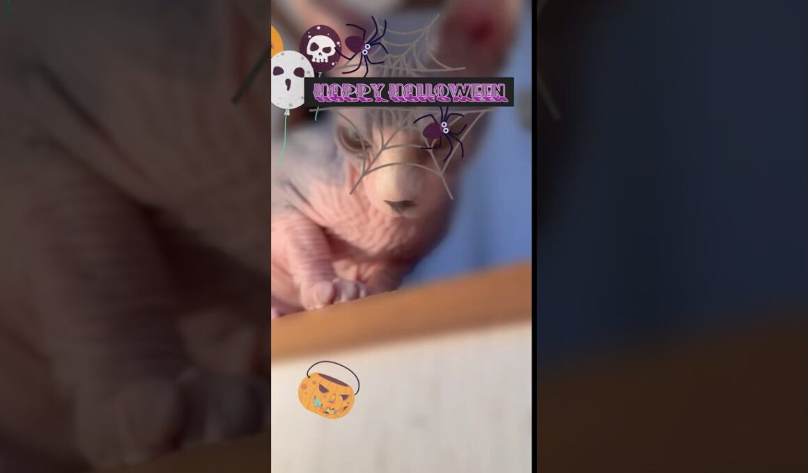 スフィンクス猫は黒猫よりハロウィンがお似合い🎃👻🎃#shorts #cat #halloween #猫#sphynx #cute #art