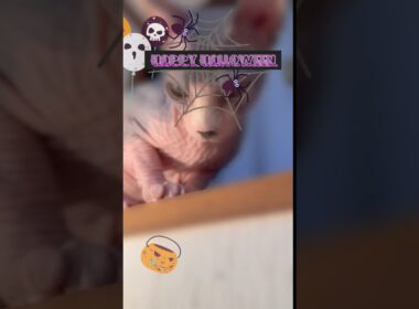 スフィンクス猫は黒猫よりハロウィンがお似合い🎃👻🎃#shorts #cat #halloween #猫#sphynx #cute #art