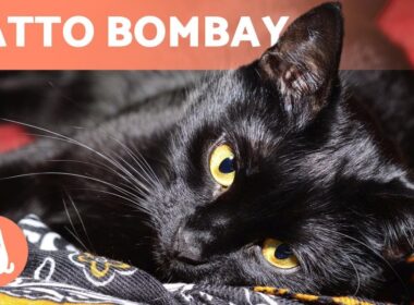 Gatto BOMBAY 🐱 Caratteristiche, cura e salute! 🐾