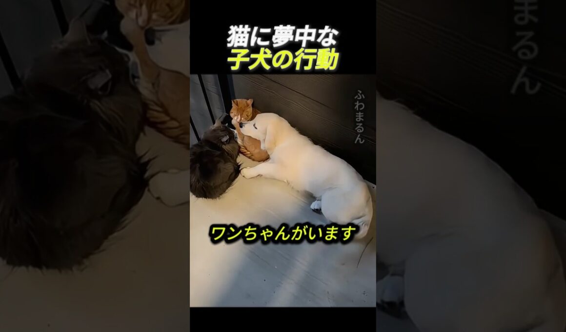 猫に夢中な子犬の行動                 #動物 #犬 #猫 #子犬 #ゴールデンレトリバー #かわいい #友情