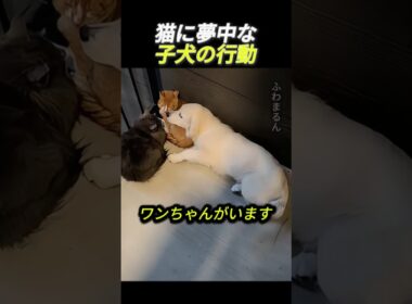 猫に夢中な子犬の行動                 #動物 #犬 #猫 #子犬 #ゴールデンレトリバー #かわいい #友情