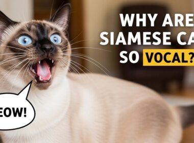 シャム猫はなぜあんなに声が大きいのか？😺🎤