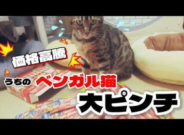 【ベンガル猫】価格高騰！ちゅ～るの値上げにベンガル猫大ピンチ！