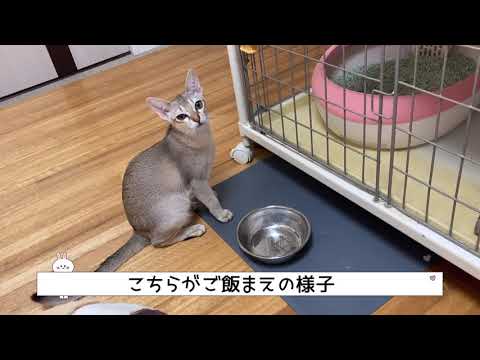 【シンガプーラ】お腹がすくとお皿をかむ子猫のソラちゃんです🐈 #シンガプーラ #子猫