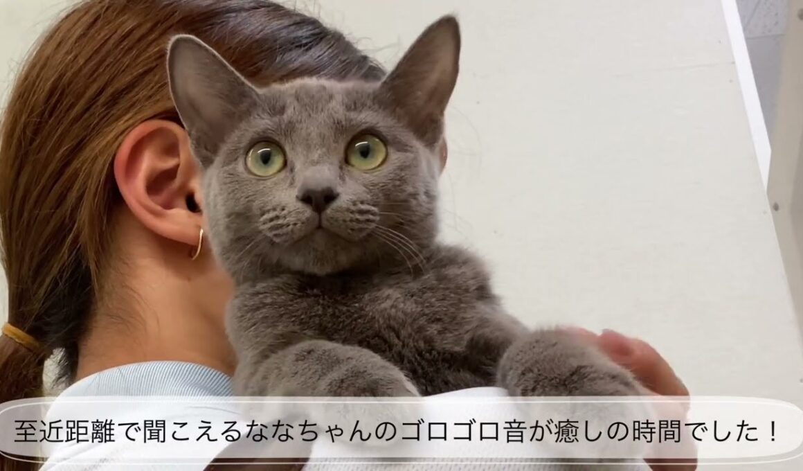 【ペットショップマルワン板橋志村坂下店】　本日卒業したロシアンブルーの凪々ちゃん♡