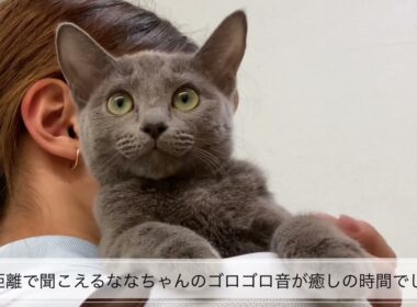 【ペットショップマルワン板橋志村坂下店】　本日卒業したロシアンブルーの凪々ちゃん♡