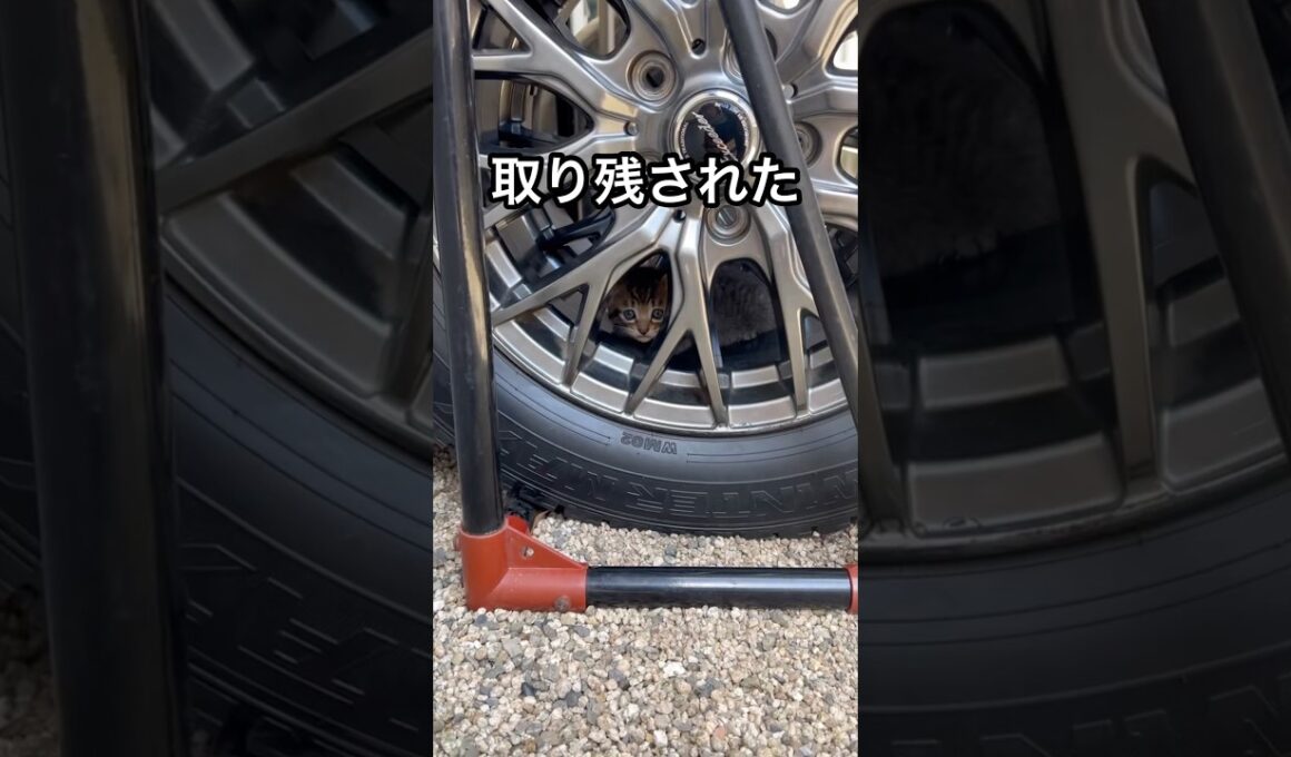 出会い（運命）　　　キジトラの男の子１ヶ月（？）#ペルシャ#チンチラ#キジトラ #野良猫 #保護猫 #猫#ねこ #猫のいる暮らし #癒し #いやし#cat  #ふわふわ