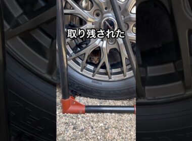 出会い（運命）　　　キジトラの男の子１ヶ月（？）#ペルシャ#チンチラ#キジトラ #野良猫 #保護猫 #猫#ねこ #猫のいる暮らし #癒し #いやし#cat  #ふわふわ