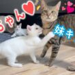 先輩猫たち、新入り白子猫にメロメロです…！