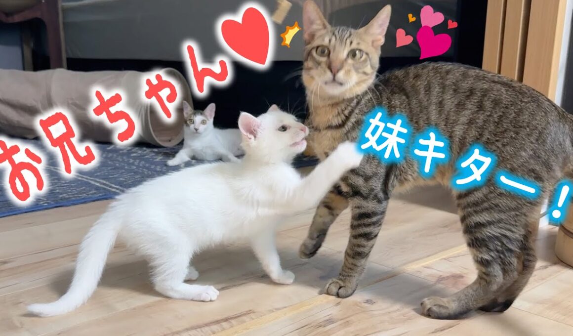 先輩猫たち、新入り白子猫にメロメロです…！