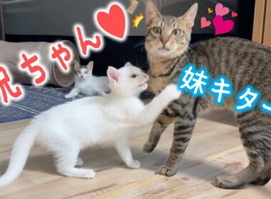 先輩猫たち、新入り白子猫にメロメロです…！