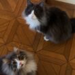 【元気‼︎】今日も大暴れ、元気に遊びまわるノルウェージャンフォレストキャットとターキッシュアンゴラ♡