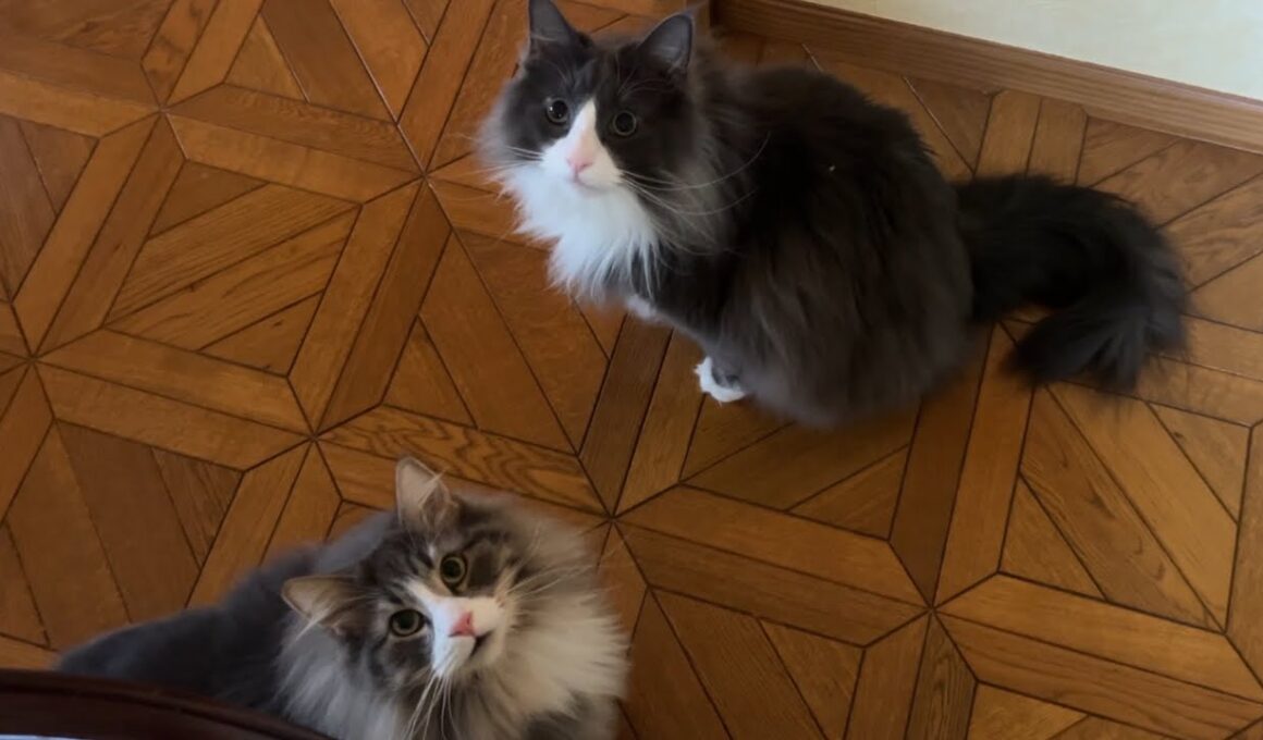 【元気‼︎】今日も大暴れ、元気に遊びまわるノルウェージャンフォレストキャットとターキッシュアンゴラ♡
