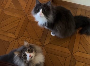 【元気‼︎】今日も大暴れ、元気に遊びまわるノルウェージャンフォレストキャットとターキッシュアンゴラ♡