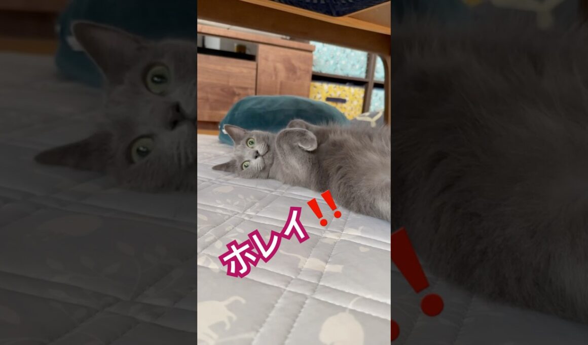 たまらん❤️モフりたい❤️ #猫 #ロシアンブルー #shorts