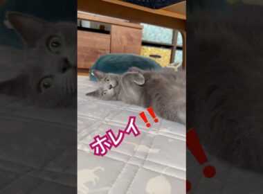 たまらん❤️モフりたい❤️ #猫 #ロシアンブルー #shorts