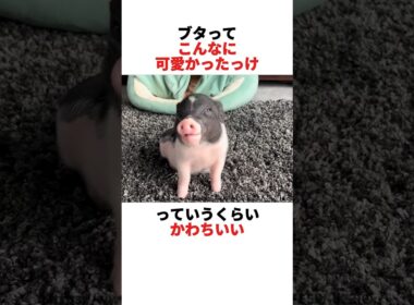 ブタさんが飼いたくなる動画🐽