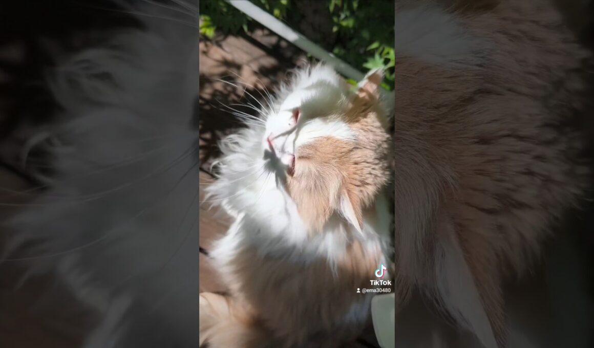 【猫のいる暮らし】#ペルシャ 　#cat 　#スコッティッシュフォールド 　#猫