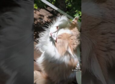 【猫のいる暮らし】#ペルシャ 　#cat 　#スコッティッシュフォールド 　#猫