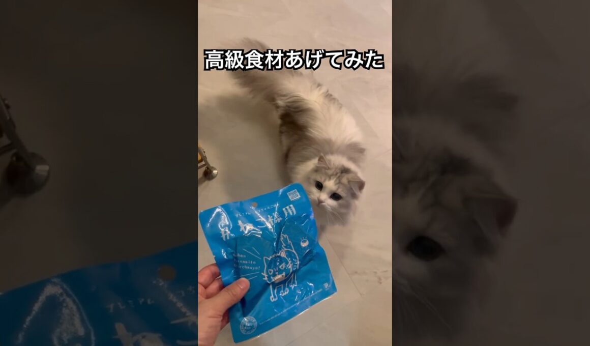 子猫に高級食材をあげたら止まらなくなった #cat #munchkinfold #ミヌエット #猫のいる暮らし #minuetcat #ねこ #子猫 #猫のいる生活 #子ネコ