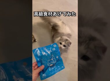 子猫に高級食材をあげたら止まらなくなった #cat #munchkinfold #ミヌエット #猫のいる暮らし #minuetcat #ねこ #子猫 #猫のいる生活 #子ネコ