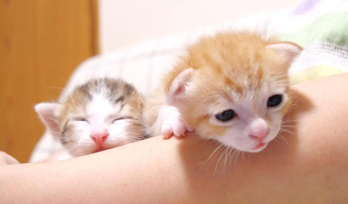 ママとはぐれた二匹の赤ちゃん猫を保護しました【子猫　保護猫】