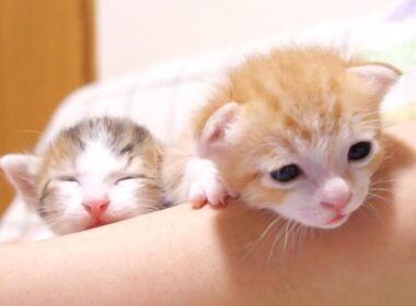 ママとはぐれた二匹の赤ちゃん猫を保護しました【子猫　保護猫】