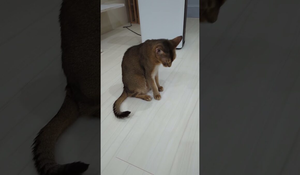 アビシニアンのマロン