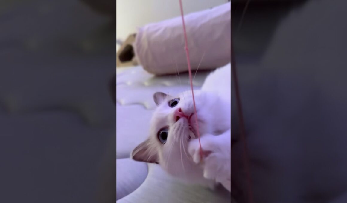 紐に夢中なラグドールの子猫🐾